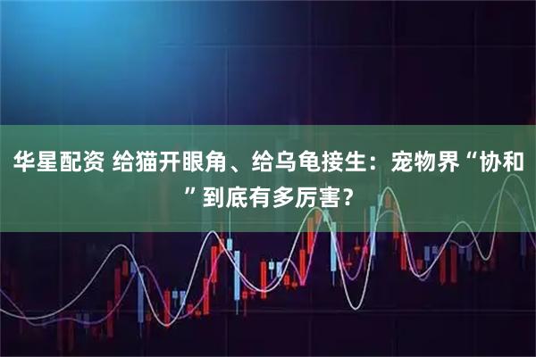 华星配资 给猫开眼角、给乌龟接生：宠物界“协和”到底有多厉害？